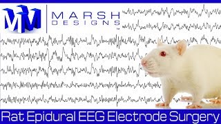 Rat Epidural EEG Electrode Surgery [upl. by Aicinat90]