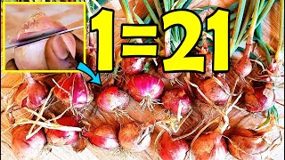 Never buy onions again  How to grow many onions from an onion bottom at home [upl. by Ciel]