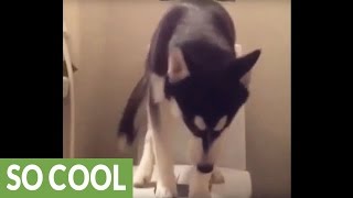 Young husky is perfectly toilet trained [upl. by Hutchison520]