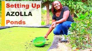 Azolla Farming  Easy Way to Set Up Azolla Ponds [upl. by Stilla]