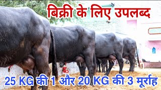 Top Class Murrah Buffaloes 🐃 available for Buyers at PandwanDadriHaryana [upl. by Glynas]