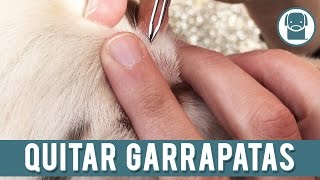 Garrapatas En Perros  Como Quitar Garrapatas [upl. by Gasperoni]