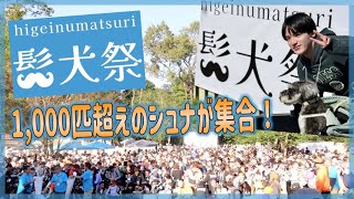 🐶【髭犬祭2024】全国からシュナウザー大集合でお祭りすぎた！ [upl. by Eelrihs438]