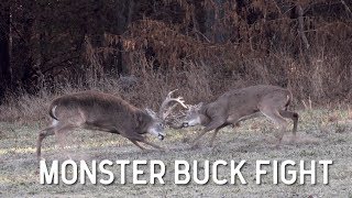 Monster Whitetail Buck Fight [upl. by Pauwles248]