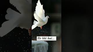 Rahat Fateh Ali Khanbest whatsApp stutassab apne nazariye pas rakho hum apna nazariya rakhte hai [upl. by Aridnere327]