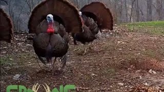 Real Turkey Gobbles Clucks Purs For Turkey Calling Practice GrowingDeertv [upl. by Hteboj]