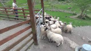 A Visit to Kissane Sheep Farm Molls Gap County Kerry Ireland [upl. by Aneerbas717]