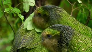 ESCAPE FROM EXTINCTION  Landmark Theatres Exclusive Kakapo Clip [upl. by Arrais]