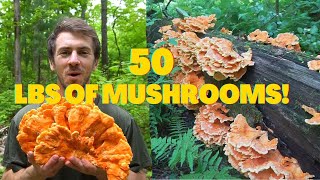 I Foraged 50 lbs of Chicken of the Woods Foraging Identifying Mushrooms and Look a likes foragedmarket [upl. by Cousin]