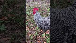 Barred rock rooster [upl. by Nojram94]