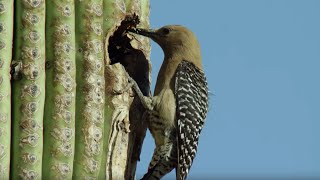 Birds Feast on Bee Swarm  BBC Earth [upl. by Ayimat]