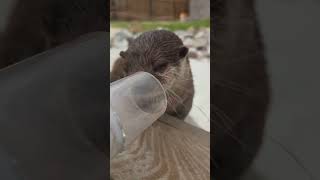 Adorable Asian SmallClawed Otter is getting some attention at the HighFive station [upl. by Marcelia]