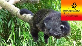 Sleepy Rare Binturong Bearcat [upl. by Matazzoni979]