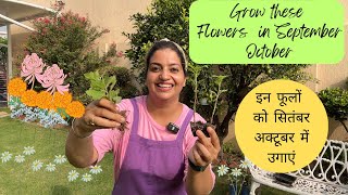 Grow these flowers in September October  Diwali tak phool hi phool honge gardening [upl. by Grider]