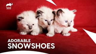 Snowshoe Kittens These Little Bundles Will Melt Your Heart  Too Cute  Animal Planet [upl. by Llennhoj]