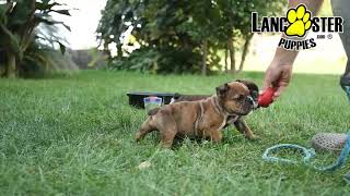 English Bulldog Puppies [upl. by Clarkson]