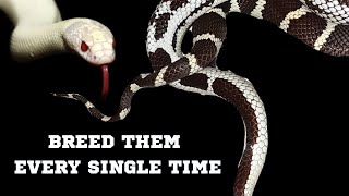 CALAFORNIA KING SNAKES BREEDING HOW TO [upl. by Otrevlig465]