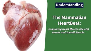 The Mammalian Heart Beat Comparing Heart Muscle Skeletal Muscle and Smooth Muscle Class 12Form 3 [upl. by Yalc903]