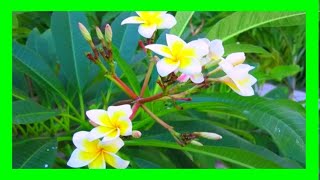 Growing Frangipani From Cuttings Simple 2 Steps [upl. by Nared]