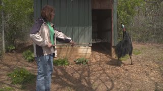 Why Cassowaries Are the Most Dangerous Bird on the Planet [upl. by Zaid88]