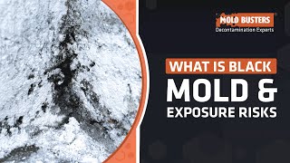 What is Black Mold and What are the Symptoms of Black Mold Exposure  Mold Busters [upl. by Ydnem]