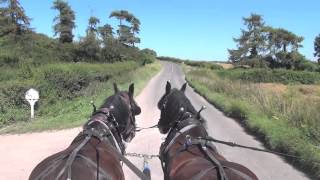 Shire harness horses in training [upl. by Bruis]