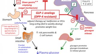 Glucagon Like Peptide 1 Incretin Exenatide Liraglutide Pharmacology Newer antidiabetic Medication [upl. by Adnirolc488]