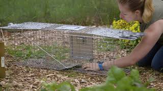 How to Use Havahart® Safe Release Animal Traps [upl. by Reider]