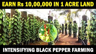 Intensifying Black Pepper Farming  Vertical Column Black Pepper Cultivation [upl. by Kolva664]