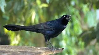 Different Calls of the Greattailed Grackle [upl. by Isbel]