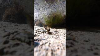 FISH EATING A LIMPET IN A ROCKPOOL cornwall shorefishinguk seafishing bassfishing [upl. by Austin]