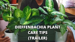 Dieffenbachia Plant Easiest Care Tips and Tricks  Trailer  shorts [upl. by Lebisor763]