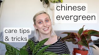 CHINESE EVERGREEN CARE  Aglaonema Care Tips amp Tricks [upl. by Israeli]