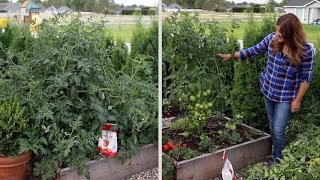 Pruning an Overgrown Tomato Plant ✂️🍅🌿 Garden Answer [upl. by Mages327]