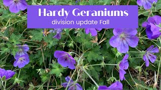 Rozanne Geranium Division update [upl. by Held63]