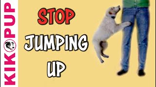 STOP jumping up [upl. by Grizelda720]