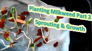 Planting Milkweed Part 2  Sprouting amp Growth Help The Monarch Butterfly [upl. by Barolet]