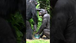 Chimpanzee Interaction Eric And Alice [upl. by Roby612]