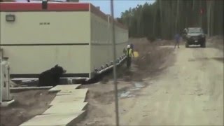 Scary Bear Prank On Construction Worker [upl. by Esmond207]