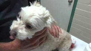 Diarrhea in a Dog From Home to the Vet Hospital and Back [upl. by Gayner]