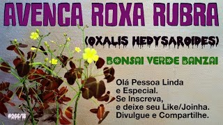 COMO É A AVENCA RUBRO ROXA Oxalis hedysaroides [upl. by Dimmick]