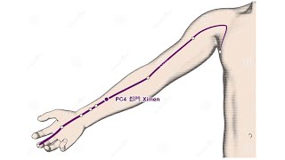 PERICARDIUM 4 XIMEN XI CLEFT GATE [upl. by Ellinger]