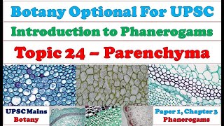 Parenchyma – Structure Types amp Function of Parenchyma Tissue Parenchyma kya hai Diagram Explained [upl. by Itsym436]