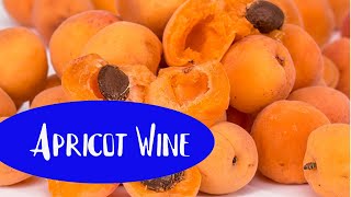 Easy Apricot Country Wine [upl. by Anilef]