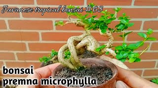 premna microphylla bonsai 68 Javanesetropicalbonsai [upl. by Servetnick]