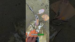 Dead fish gives birth to live babies – unbelievable moment🐟 shorts [upl. by Myrle]