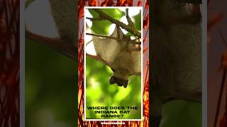 Indiana Bat Endangered Species [upl. by Oam]