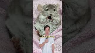 Im Chinchilla baby  Jack Harlow parody comedy music parody lovinonme jackharlow [upl. by Hausner]