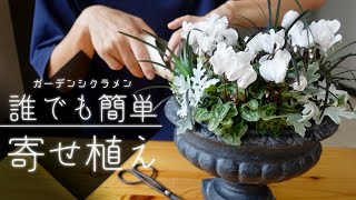 大人かわいいガーデンシクラメンの寄せ植えの作り方・選び方と育て方 [upl. by Ramak]