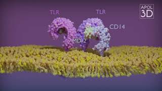 TLR TollLike Receptors [upl. by Garcon]